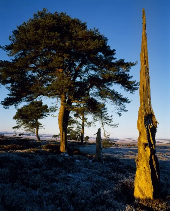 Framed Print : Dead tree on Greenlaw Moor Framed Print : Dead tree on Greenlaw Moor