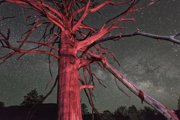 Dead tree and nights sky at Sunset Crater National Monument, Arizona, USA