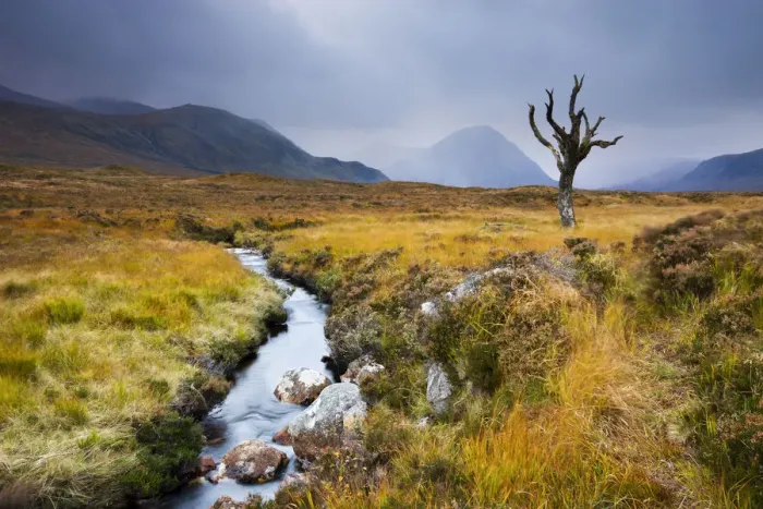 Framed Print : Dead tree and stream on moorland wilderness of Rannoch Moor, Highlands, Scotland Framed Print : Dead tree and stream on moorland wilderness of Rannoch Moor, Highlands, Scotland