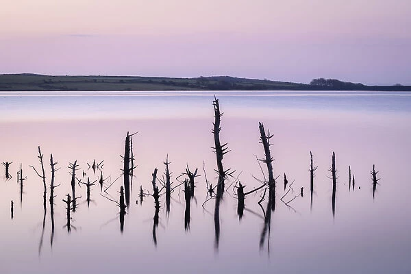 Dead trees in Colliford Reservoir, Cornwall, England. Spring (March) 2021