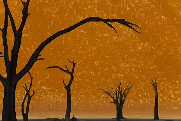 Dead trees in dry clay pan, Dead Vlei, Soussusvlei, Namibia, Africa