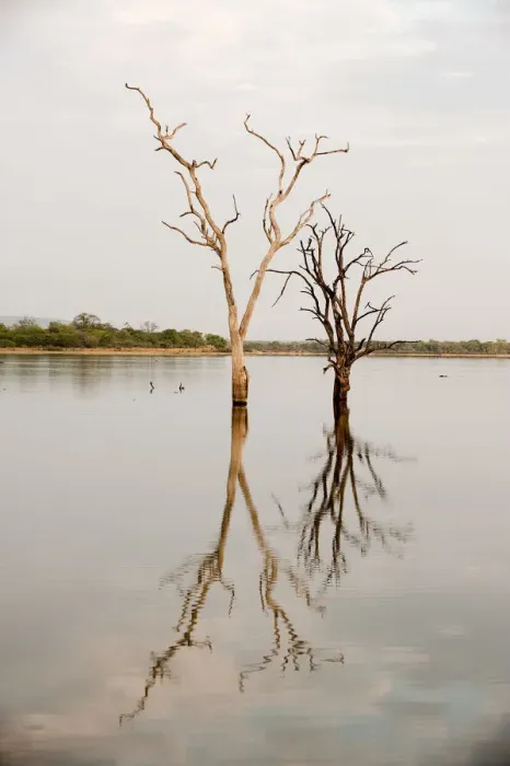 Framed Print : Dead trees in lake in Selous, Tanzania Framed Print : Dead trees in lake in Selous, Tanzania