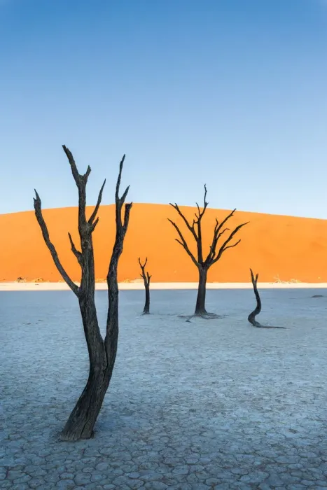 Framed Print : Dead Vlei, dead Acacia trees in the Namib desert at sunrise, Namibia. Africa Framed Print : Dead Vlei, dead Acacia trees in the Namib desert at sunrise, Namibia. Africa