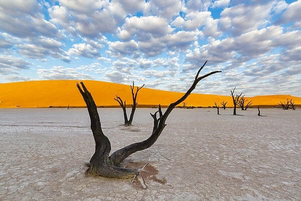 Deadvlei clay pan, Namib-Naukluft National Park, Namibia, Africa. Dead acacia trees