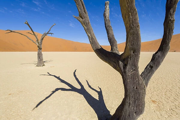 Deadvlei, Namib desert, Namibia, Africa. Dead acacia pan