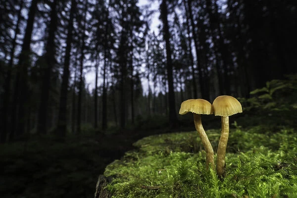 Deceiver (Laccaria laccata) in coniferous forest, Zakopane, Poland