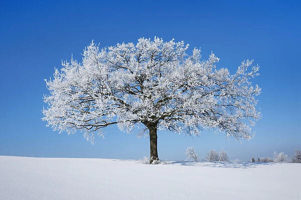 Decidious tree with hoar frost - Germany, Bavaria, Upper Bavaria, Miesbach