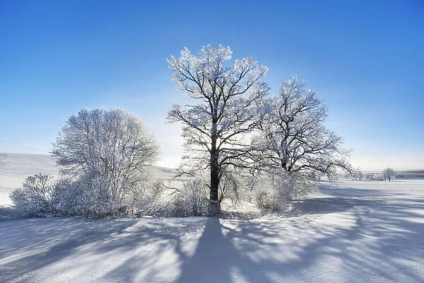 Decidious tree with hoar frost in winter - Germany, Bavaria, Upper Bavaria