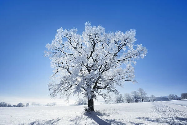 Decidious tree with hoar frost in winter - Germany, Bavaria, Upper Bavaria