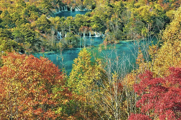 Deciduous forest in autumn colours at Shuzheng Lakes - China, Sichuan, Jiuzhaigou