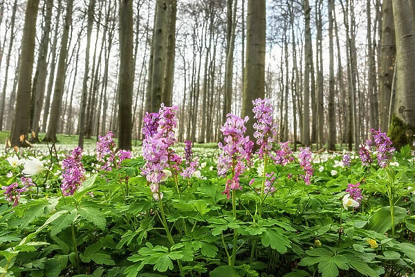 Deciduous forest with blooming hollow larkspur (Corydalis cava), Hainich National Park, Unesco World Heritage, Old Beech Forests of Germany Thuringia, Germany