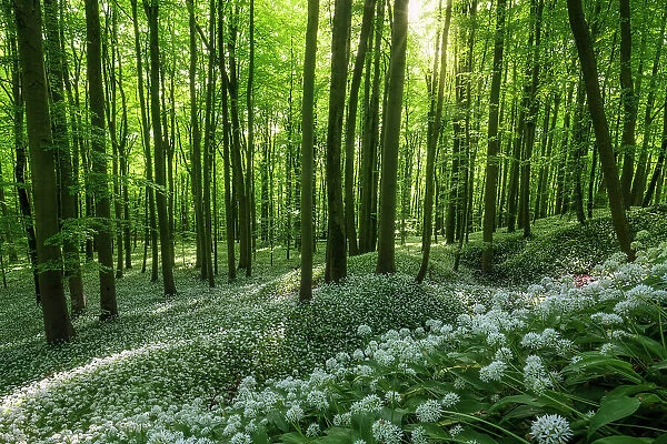 Deciduous forest with blooming wild garlic (Allium ursinum), ramsons, Hainich National Park, Unesco World Heritage, Old Beech Forests of Germany Thuringia, Germany