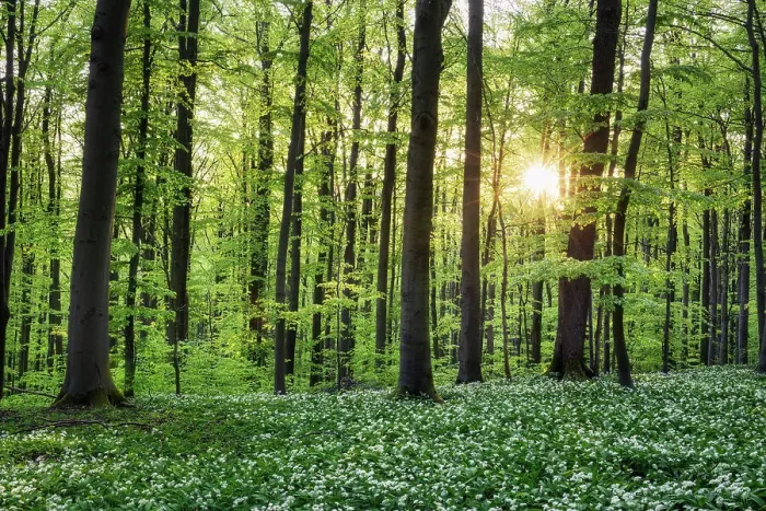 Framed Print : Deciduous forest with blooming wild garlic (Allium ursinum), ramsons, Hainich National Park, Unesco World Heritage, Old Beech Forests of Germany Thuringia, Germany Framed Print : Deciduous forest with blooming wild garlic (Allium ursinum), ramsons, Hainich National Park, Unesco World Heritage, Old Beech Forests of Germany Thuringia, Germany