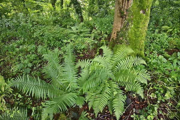 Deciduous forest with fern - United Kingdom, Scotland, Dumfries and Galloway