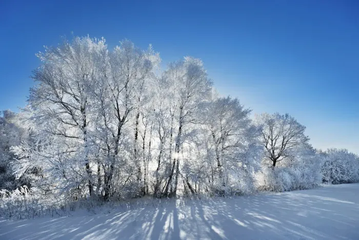 Framed Print : Deciduous forest with hoar frost in winter - Germany, Bavaria, Upper Bavaria Framed Print : Deciduous forest with hoar frost in winter - Germany, Bavaria, Upper Bavaria