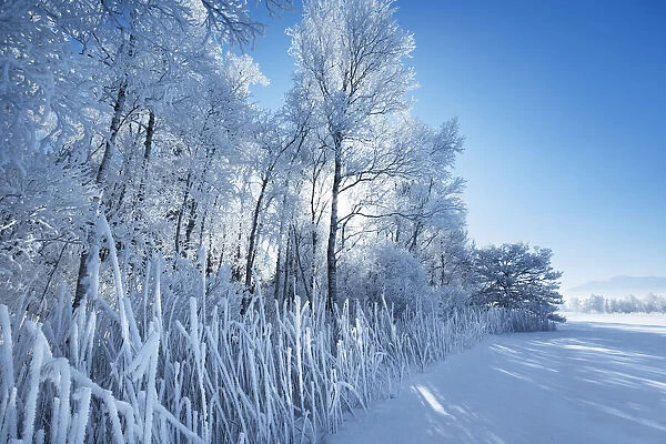 Deciduous forest with hoar frost in winter - Germany, Bavaria, Upper Bavaria