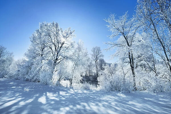 Deciduous forest with hoar frost in winter - Germany, Bavaria, Upper Bavaria