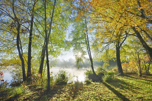 Deciduous forest at lake - Germany, Bavaria, Upper Bavaria, Starnberg