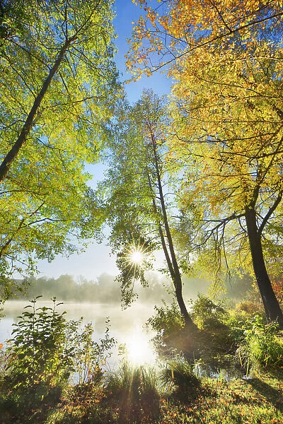 Deciduous forest at lake - Germany, Bavaria, Upper Bavaria, Starnberg