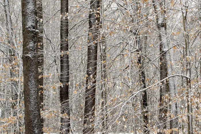 Framed Print : Deciduous forest with light winter snow, Indiana State Line I 94 west, Indiana, USA, Indiana State Line I 94 west, Indiana, USA Framed Print : Deciduous forest with light winter snow, Indiana State Line I 94 west, Indiana, USA, Indiana State Line I 94 west, Indiana, USA