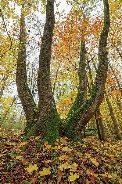 Deciduous forest - maple tree in autumn, Hainich National Park, Unesco World Heritage, Old Beech Forests of Germany Thuringia, Germany