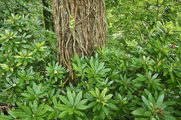 Deciduous forest with rhododendron - United Kingdom, Scotland, Dumfries and Galloway