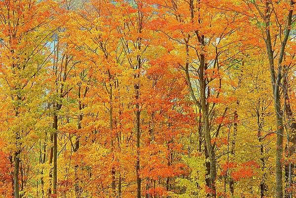 Deciduous forest of sugar maple trees (Acer saccharum) in Autumn foliage, Manitoulin Island, Ontario, Canada