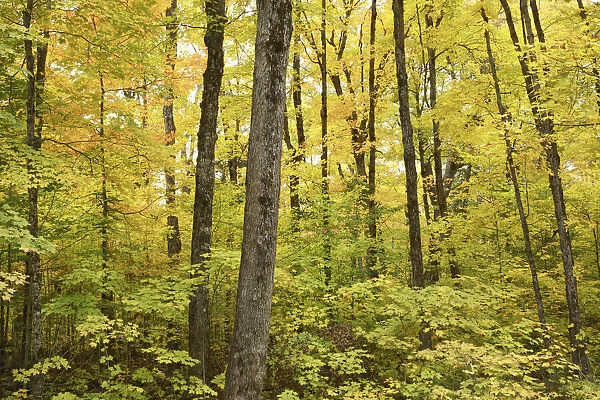 Deciduous forest with sugar maples in autumn colours - Canada, Ontario, Nipissing