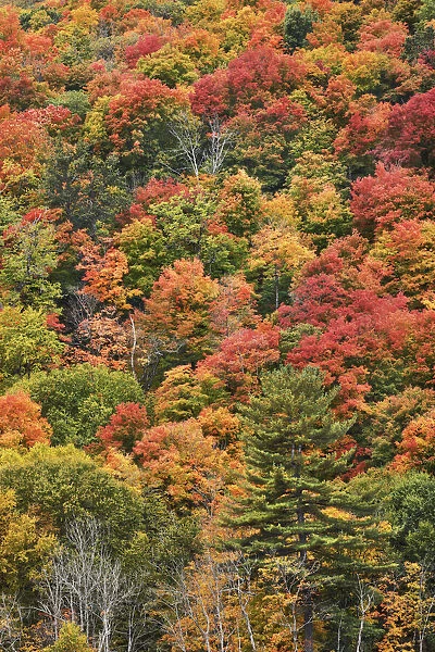 Deciduous forest with sugar maples in autumn colours - Canada, Quebec, Outaouais