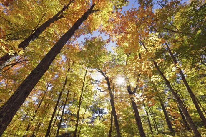 Framed Print : Deciduous forest with sugar maples in autumn colours - Canada, Ontario, Nipissing Framed Print : Deciduous forest with sugar maples in autumn colours - Canada, Ontario, Nipissing