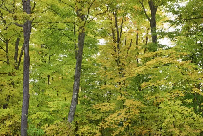 Framed Print : Deciduous forest with sugar maples in autumn colours - Canada, Quebec, Outaouais Framed Print : Deciduous forest with sugar maples in autumn colours - Canada, Quebec, Outaouais