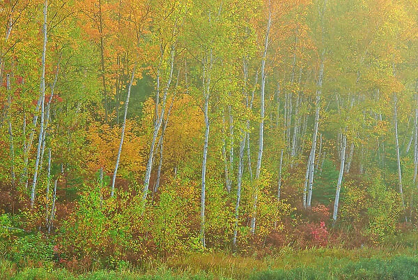 Deciduous trees in autumn. Lake Laurentian Conservation Area. Sudbury, Ontario, Canada