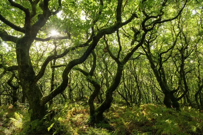 Framed Print : Deciduous trees growing over Dowsborough Hill Fort in the Quantocks, Somerset, England. Autumn (September) 2023 Framed Print : Deciduous trees growing over Dowsborough Hill Fort in the Quantocks, Somerset, England. Autumn (September) 2023