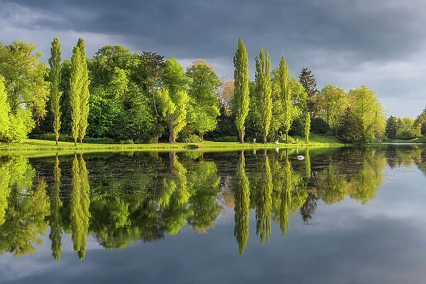 Deciduous trees reflected in the lake Worlitz, Dessau-Worlitzer Garden Realm, English style landscape park, Unesco World Heritage site, Dessau-Worlitz, Saxony-Anhalt, Germany