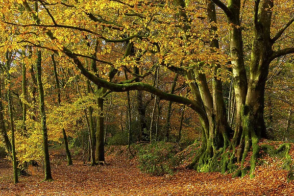 Deciduous woodland in autumn colours, Core Hill Wood, Sidmouth, Devon, England. Autumn (November) 2023