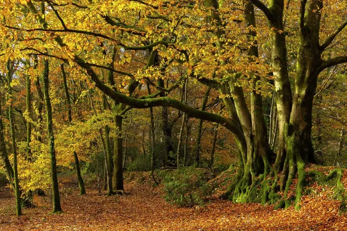 Framed Print : Deciduous woodland in autumn colours, Core Hill Wood, Sidmouth, Devon, England. Autumn (November) 2023 Framed Print : Deciduous woodland in autumn colours, Core Hill Wood, Sidmouth, Devon, England. Autumn (November) 2023