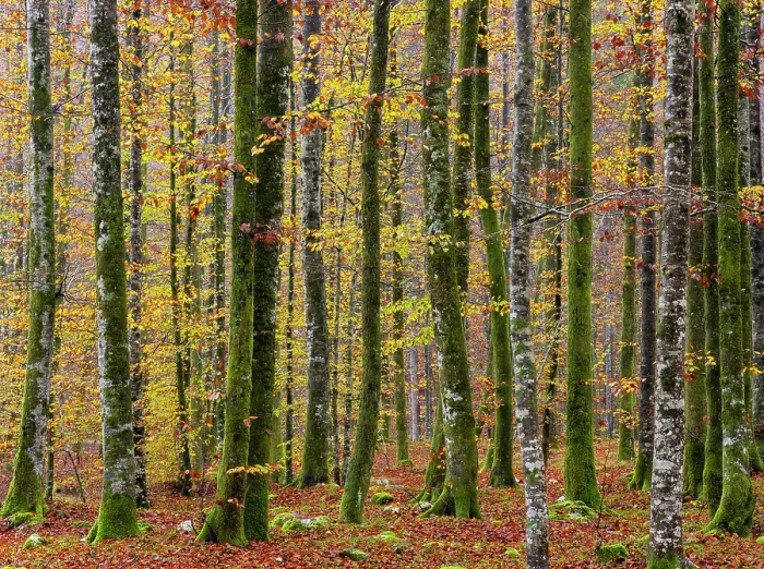 Framed Print : Deciduous woodland in autumn, showing fall colours, Bohinj, Slovenia Framed Print : Deciduous woodland in autumn, showing fall colours, Bohinj, Slovenia
