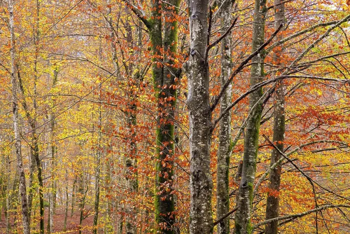 Framed Print : Deciduous woodland in autumn, showing fall colours, Bohinj, Slovenia Framed Print : Deciduous woodland in autumn, showing fall colours, Bohinj, Slovenia