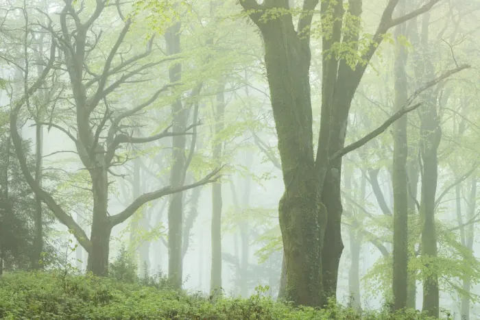 Framed Print : Deciduous woodland on a foggy morning, Bodmin, Cornwall, England