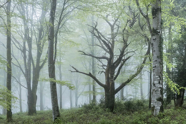 Deciduous woodland on a foggy spring morning, Cornwall, England. Spring (May) 2018