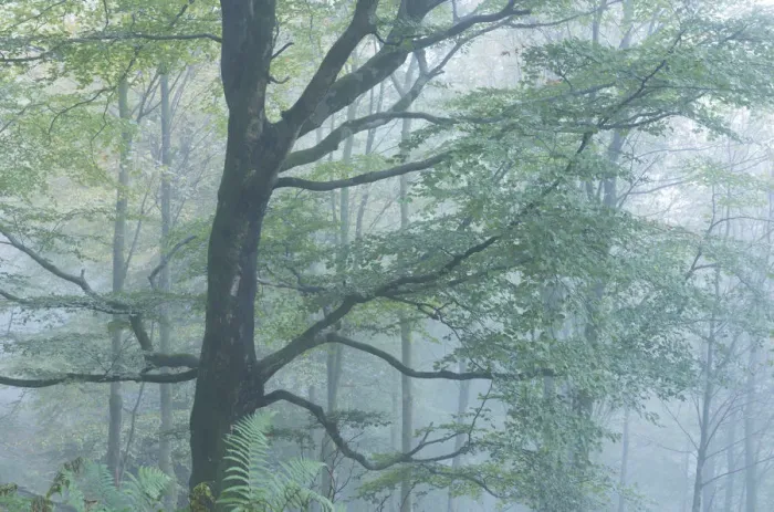 Framed Print : Deciduous woodland in mist, Grasmere, Lake District, Cumbria, England. Autumn (October) Framed Print : Deciduous woodland in mist, Grasmere, Lake District, Cumbria, England. Autumn (October)