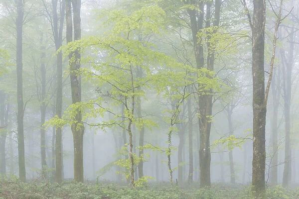 Deciduous woodland in morning mist, Cornwall, England. Spring (May) 2018