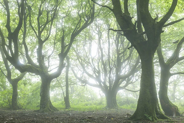 Deciduous woodland in morning mist, Cornwall, England. Summer (July) 2020