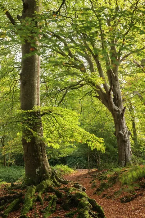 Framed Print : Deciduous woodland near Burley in the New Forest National Park, Hampshire, England. Autumn (October) 2018 Framed Print : Deciduous woodland near Burley in the New Forest National Park, Hampshire, England. Autumn (October) 2018