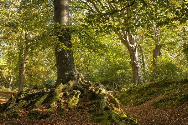 Deciduous woodland on a sunny autumn afternoon, New Forest National Park, Hampshire