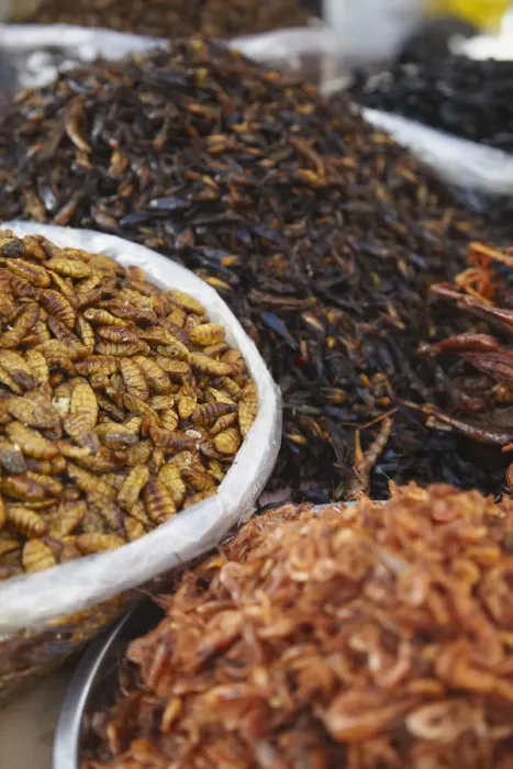 Framed Print : Deep fried insects at market, Phnom Penh, Cambodia Framed Print : Deep fried insects at market, Phnom Penh, Cambodia