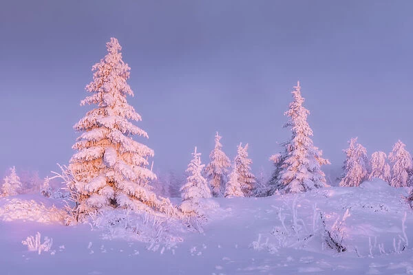 Deep snow-covered spruces in winter landscape at Fichtelberg at sunset