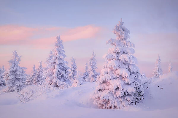 Deep snow-covered spruces in winter landscape at Fichtelberg at sunset