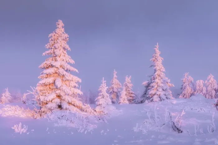Framed Print : Deep snow-covered spruces in winter landscape at Fichtelberg at sunset Framed Print : Deep snow-covered spruces in winter landscape at Fichtelberg at sunset