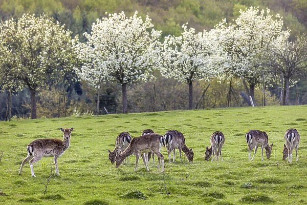 Deer in a clearing near Saarburg, Saarland, Germany